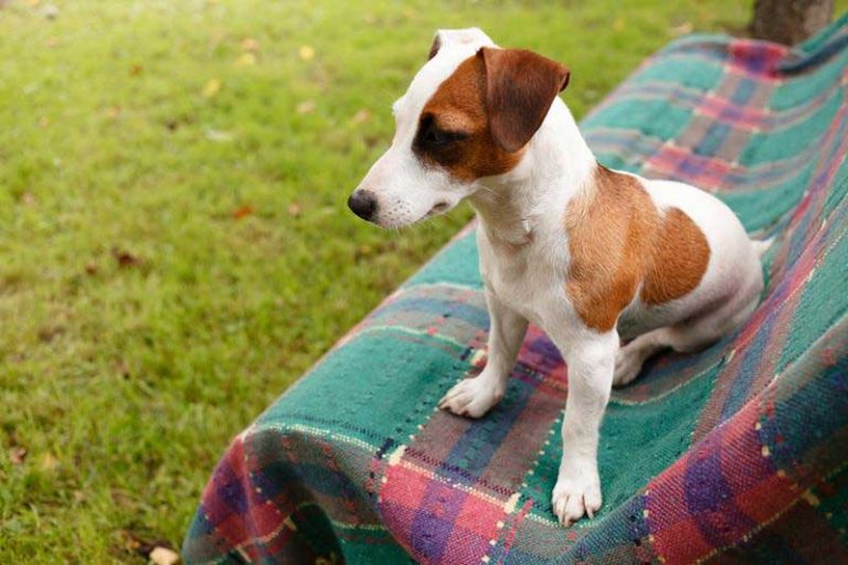 Pricing ALL Heart Mobile Veterinary Services